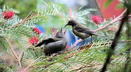 Bell Birds
