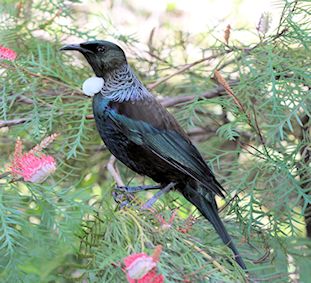 Tui